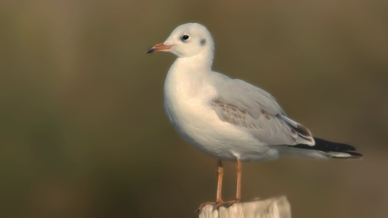 Yellow-legged Gull